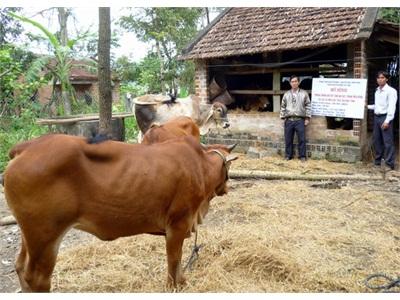 Tây Vinh Phát Triển Chăn Nuôi