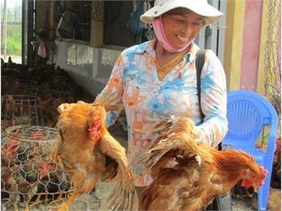 Có Đủ Vắc-Xin Để Phòng Virus Cúm A/H5N6