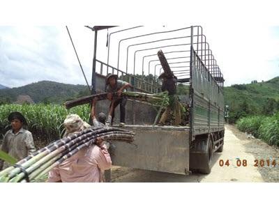 Cước Vận Chuyển Tăng Cao, Mía Tím Rớt Giá