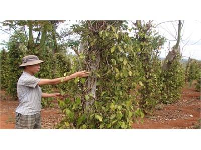Dịch Hồ Tiêu Lan Rộng