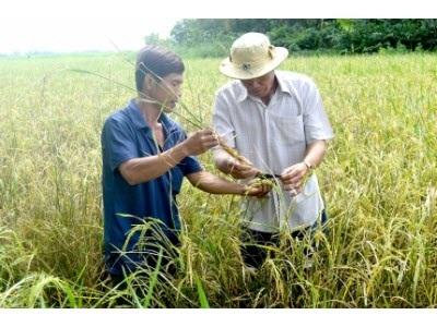 Cà Mau Bùng Phát Dịch Bệnh Trên Lúa