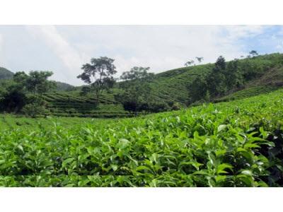 Cây Chè Trên Đất Địch Quả