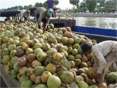 Giá Dừa Tăng 10.000 - 15.000 Đồng/chục