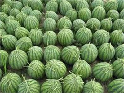 Dưa Hấu Tăng Giá Trở Lại