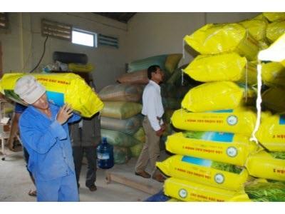 Vụ Lúa Trên Đất Nuôi Tôm Khó Đạt Mục Tiêu Do Thời Tiết Bất Lợi