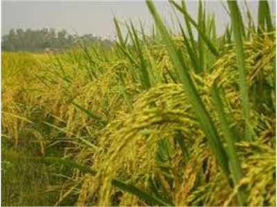 Phát Triển Bền Vững Giống Lúa Lai