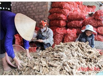 Gừng Nghệ An Có Thể Xuất Khẩu Sang Nhật