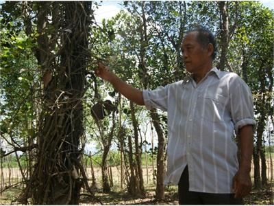 Quảng Bình Đắng Cay Hạt Tiêu Văn Thủy