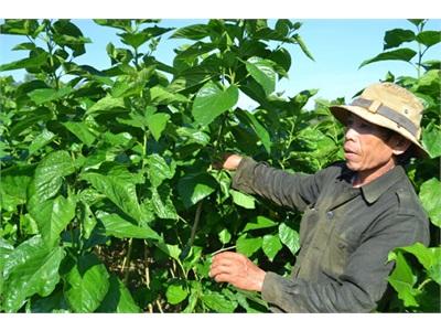 Hiu Hắt Làng Dâu Tằm
