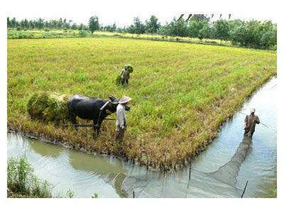 Cà Mau Luân Canh Tôm Lúa Mang Lại Hiệu Quả Kinh Tế Ổn Định