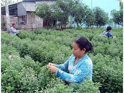 Những Mô Hình Nông Nghiệp Bền Vững