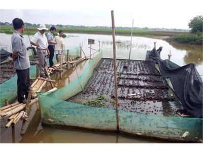 Lâm Thao Thử Nghiệm Mô Hình Nuôi Ếch Thái Lan Thương Phẩm Công Nghệ Mới