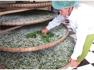 Bám Víu Nghề Dâu Tằm