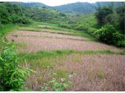 Trên 20 Ha Lúa Mùa Nhiễm Bệnh Rầy Nâu