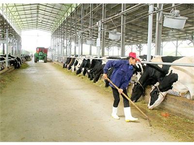 Nuôi Bò Sữa Công Nghệ Cao