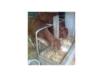 Kinh Nghiệm Nuôi Bò Thịt Hiệu Quả