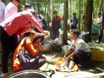 Tập Huấn Kỹ Thuật Nuôi Cá Lóc Trong Bể Lót Bạt