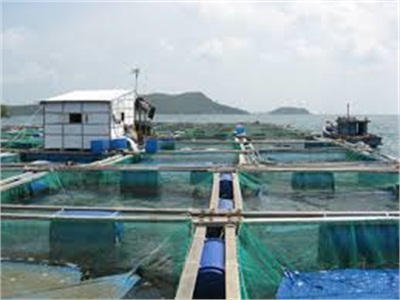 Chỉ Đạo Xây Dựng Kế Hoạch Phát Triển Nuôi Cá Lồng Trên Sông Và Hồ Chứa