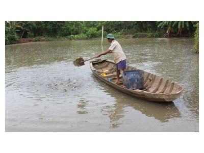 Ông Trần Văn Hùng Ấp An Tấn, Xã An Lạc Tây, Huyện Kế Sách Làm Giàu Từ Nuôi Cá Trê Vàng Lai