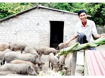 Người Tiên Phong Nuôi Lợn Rừng Ở Uông Bí (Quảng Ninh)