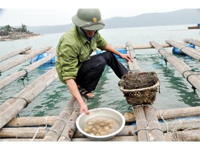 Quảng Ninh Chủ Động Phòng, Chống Dịch Bệnh Trong Nuôi Nhuyễn Thể