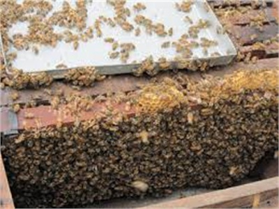 Nuôi Ong Mật Ở Các Xã Nghèo Bình Liêu (Quảng Ninh)