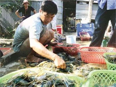 Thới Bình (Cà Mau) Nuôi Tôm Càng Xanh Trên Ruộng Lúa Tìm Hướng Đi Bền Vững