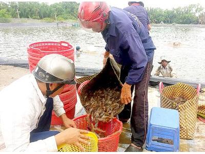 Nuôi Tôm Nước Lợ Chưa Căn Cơ