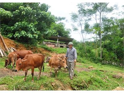 Huyện Lang Chánh Thát Triển Chăn Nuôi Đại Gia Súc Chưa Tương Xứng Với Tiềm Năng