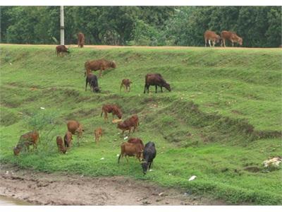 Phát Triển Chăn Nuôi Bò Giải Quyết Việc Làm, Tạo Thu Nhập Mới Trong Nông Thôn