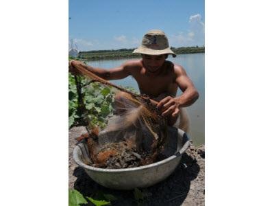 Phát Triển Nuôi Tôm Càng Xanh Bền Vững
