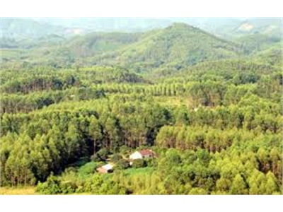 Thanh Sơn Gắn Bảo Vệ Với Phát Triển Rừng