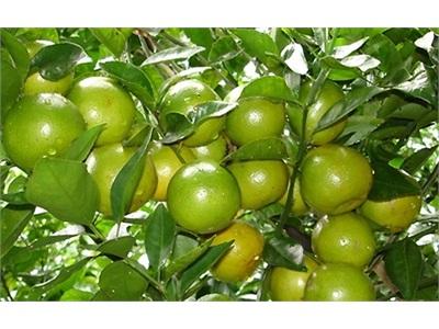 Măng Cụt Và Quýt Đường Đạt Chuẩn VietGAP