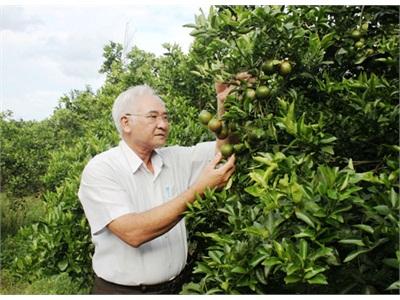 Hiệu Quả Kinh Tế Từ Quýt Đường Trái Vụ