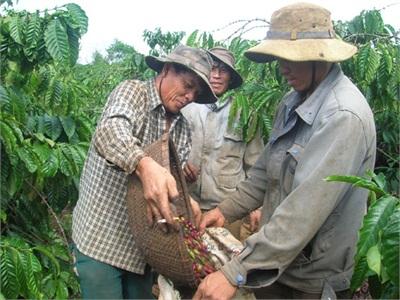 Đắk Mil Phát Triển Cà Phê Theo Tiêu Chuẩn Quốc Tế