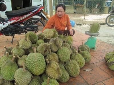 Nâng Cao Uy Tín Thương Hiệu Sầu Riêng Khánh Sơn (Khánh Hòa)