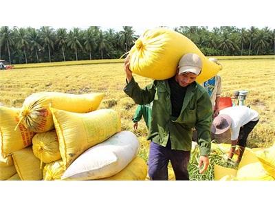 Không Có Trung Quốc Vẫn Không Lo Thiếu Thị Trường Gạo