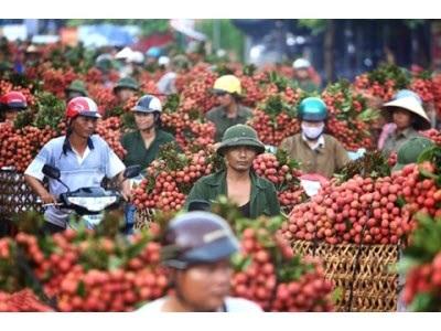 Nỗi Lo Tắc Thị Trường Nông Sản