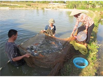 Phát Triển Thủy Sản Trong Mùa Mưa