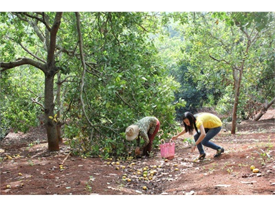 Bấp Bênh Cây Điều Bình Phước