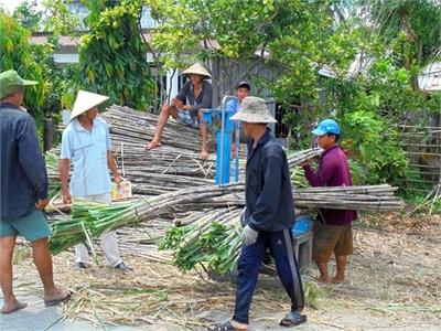 Giá Mía Thấp