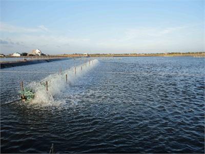 Huyện Cái Nước (Cà Mau) Có Hơn 680 Ha Tôm Nuôi Công Nghiệp Trái Vụ