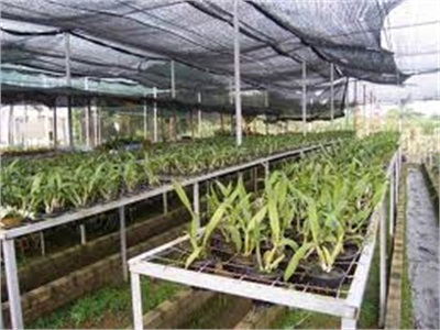 Toàn Tỉnh Bình Dương Hiện Có 166 Hộ Trồng Lan