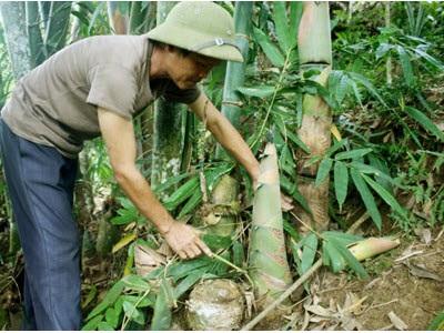 Niềm Vui Mới Cho Người Trồng Luồng Ở Mỹ Phương (Bắc Kạn)