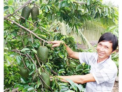 Triệu Phú Mãng Cầu Xiêm