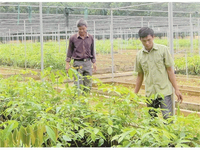 Huyện Thường Xuân Tiến Độ Trồng Mới Cao Su Đạt Thấp