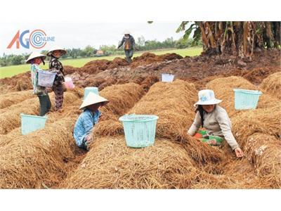 Trồng Nấm Rơm Mùa Mưa