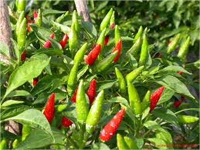 Vũng Liêm (Vĩnh Long) Mở Rộng Diện Tích Trồng Ớt Chỉ Thiên Lên 100ha