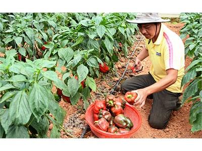 Ớt Ngọt Trong Nhà Kính Được Giá, Lãi Cao