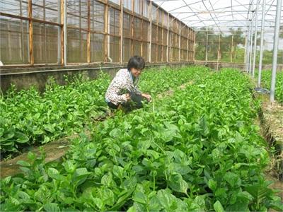 Vĩnh Phúc Hiệu Quả Từ Mô Hình Chuỗi Sản Xuất Rau An Toàn